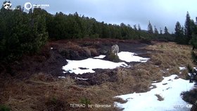 Bublu v únoru zachytily fotopasti na Karlovarsku, především poblíž Karlových Varů.