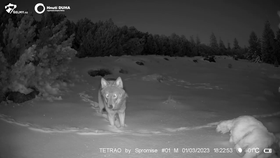 Bublu v únoru zachytily fotopasti na Karlovarsku, především poblíž Karlových Varů