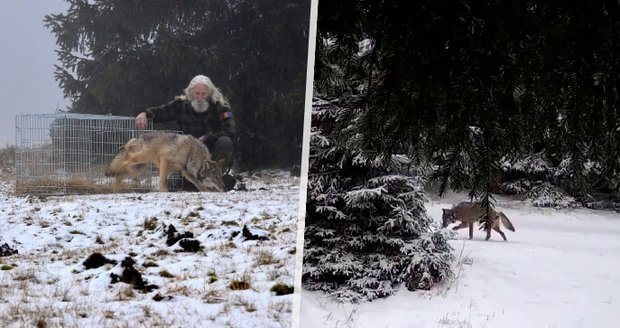 Oblíbenému vlkovi se daří, ale... Strach o Bublu! Zničený sledovací obojek vzbudil obavy