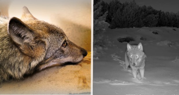 Fotopasti zachytily vlka Bublu na Karlovarsku: Myslivci a veřejnost mají o zvíře strach, odborníci mírní vášně