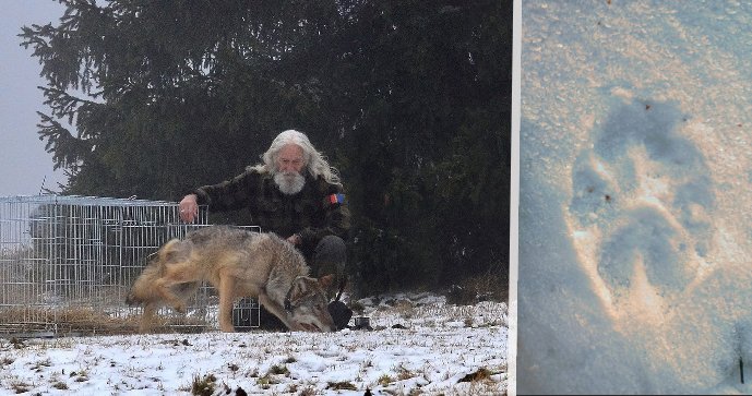 Konečně dobré zprávy ohledně vlka Bubly: Vysílený není a shání si potravu