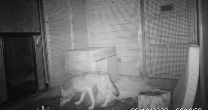 Vlk po operaci chodí po všech čtyřech, přes den spí a v noci šmejdí kolem.