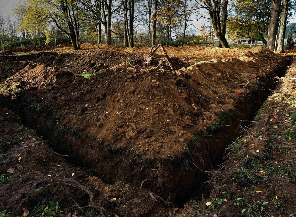 Vlk po operaci chodí po všech čtyřech, přes den spí a v noci šmejdí kolem.