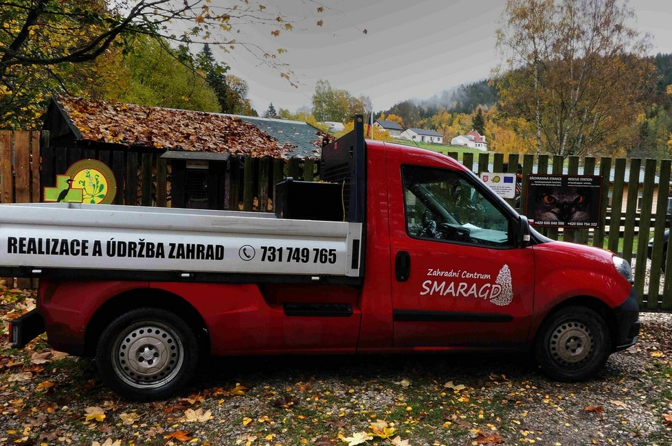 Vlk po operaci chodí po všech čtyřech, přes den spí a v noci šmejdí kolem.