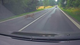 Auto u Cvikova na Českolipsku srazilo vlka. Zraněný utekl neznámo kam.
