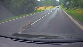 Auto u Cvikova na Českolipsku srazilo vlka. Zraněný utekl neznámo kam.