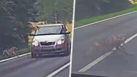 Auto u Cvikova na Českolipsku srazilo vlka. Zraněný utekl neznámo kam.