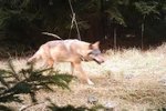 Záběr z fotopasti. V severních Čechách nebyl vlk viděn 100 let.