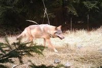 Vlka zachytila fotopast u Máchova jezera: Vrátil se po 100 letech