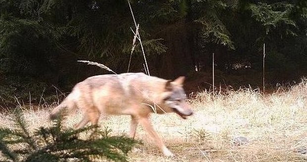 Záběr z fotopasti. V severních Čechách nebyl vlk viděn 100 let.