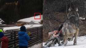 Po italských Alpách se potulují vlci. Úřady řeší, co s tím.