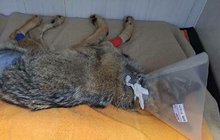 První operace vlka z volné přírody v Česku: V narkóze byl 2,5 hodiny!