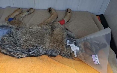 Vlk, jehož našli zřejmě u Horní Blatné srazilo auto, podstoupil operaci.