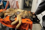 Na Karlovarsku našli vlka, patrně ho srazilo auto.