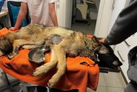 Zdravotní stav sraženého vlka z Horní Blatné se zlepšuje! Čeká ho operace kyčle