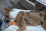 Sražený, vážně zraněný vlk v péči veterinářů.