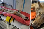 Zraněný vlk v péči veterinářů.