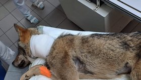 Sražený, vážně zraněný vlk v péči veterinářů