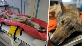 Sražený vlk z Horní Blatné musí před operací zesílit: Veterináři ale mají dobrou zprávu!