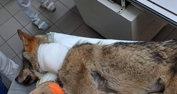 Vlka z Horní Blatné čekají dvě operace: Už se snaží postavit na nohy