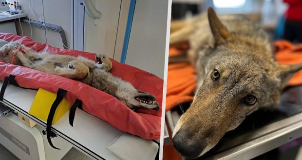 Sražený vlk z Horní Blatné musí před operací zesílit: Veterináři ale mají dobrou zprávu!