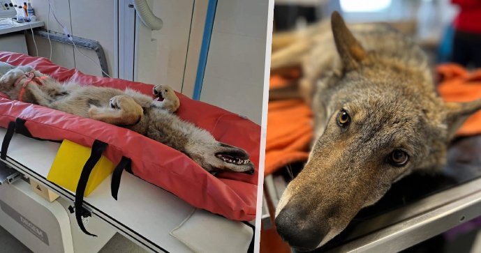 Le loup tombé de Horní Blatná attend d’être opéré : il ne reviendra pas dans la nature