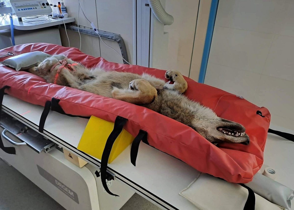 Sražený, vážně zraněný vlk v péči veterinářů.