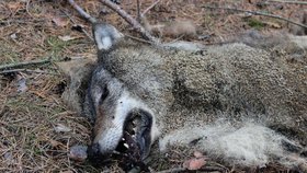 Na Kokořínsku našli mrtvého vlka: Někdo ho zřejmě zabil