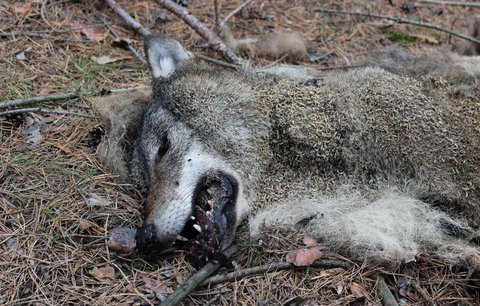 Na Kokořínsku našli mrtvého vlka: Někdo ho zřejmě zabil