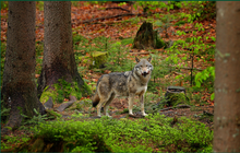 V českých horách se narodila vlčata: 11 vlků v Krkonoších