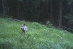 Fotopast v Krkonoších v létě 2018 zachytila vlka.