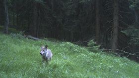 Fotopast v Krkonoších v létě 2018 zachytila vlka.