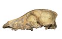 Lebka z jeskyně Cherry Tree byla přenesena do laboratoře, její stáří je 4700 let