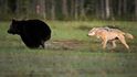 Nezvyklé přátelství vlka a medvěda