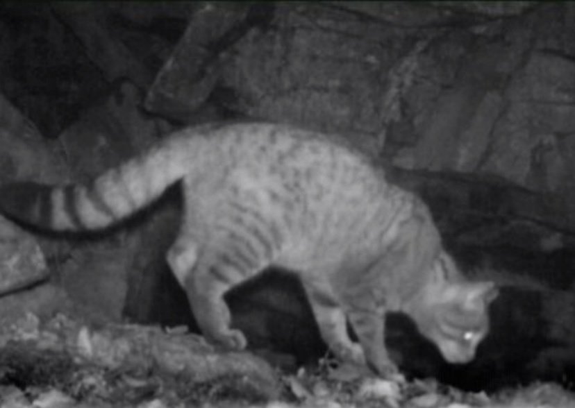 Kočka divoká na Šumavě