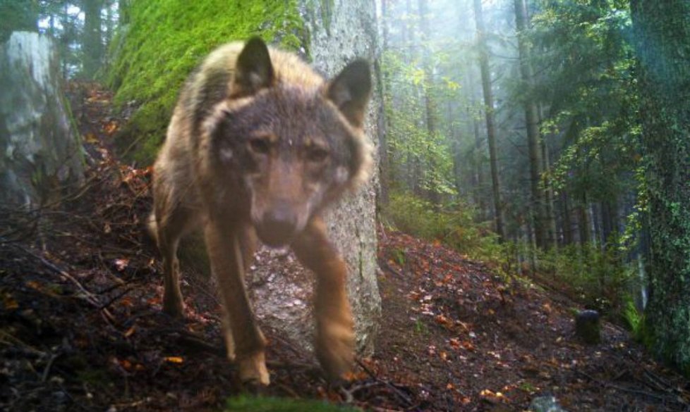 Vlci se do Česka vrací. Žijí již na několika místech republiky.