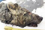 Vědci ukázali 40.000 let starou vlčí hlavu ze Sibiře.