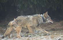 Sraženého vlka Bublu vypustili: Už je zpět u smečky