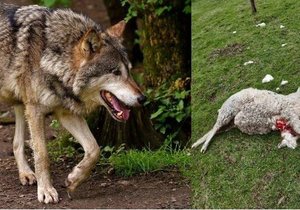 Vlk zaútočil skoro v centru Bystřice u Frýdku-Místku. Rozsápal ovci.