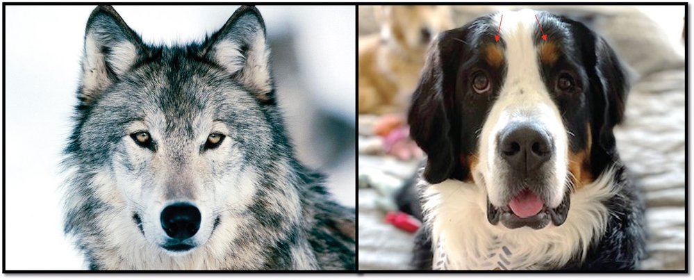 Odlišný vzhled tváře vlka a podobně velkého psa (bernský salašnický pes)