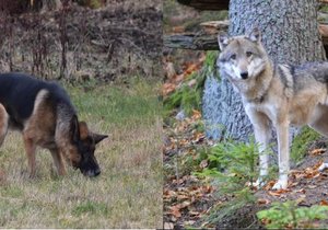 V obci Rybník na Domažlicku lidé zaznamenali zvíře, které se toulá blízko domů. Ochránci zjišťují, zda je to toulavý pes nebo vlk.