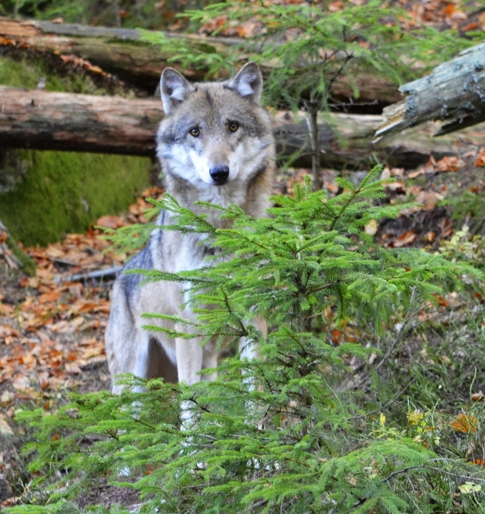 Takhle vypadá vlk. Tento je ze Šumavy. Podobný může být i u Rybníka na Domažlicku.