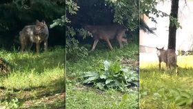 Vlk u slovenských hranic pokousal dvě děti. Už dříve napadl ženu ve vsi