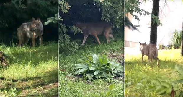 Vlk u slovenských hranic pokousal dvě děti. Už dříve napadl ženu ve vsi