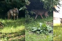 Vlk u slovenských hranic pokousal dvě děti. Už dříve napadl ženu ve vsi