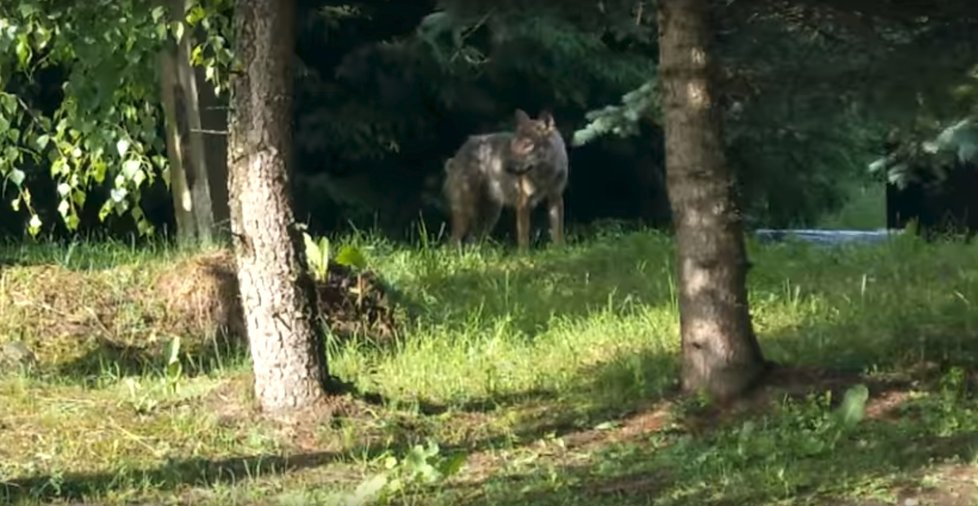 Zvíře se podařilo natočit o několik dní dříve v nedaleké obci Wetlina, ve které tatáž šelma dříve údajně pokousala ženu.