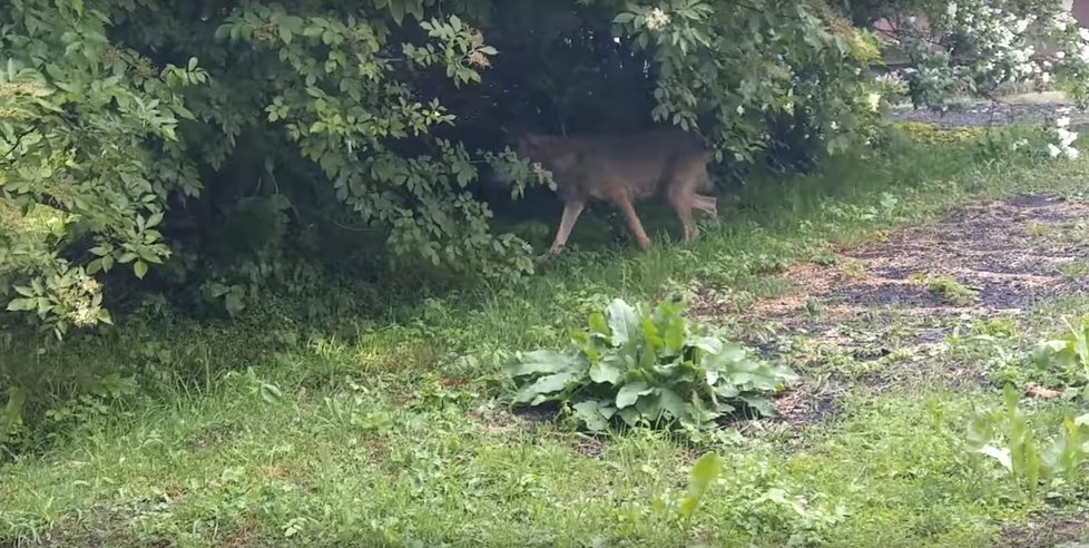 Zvíře se podařilo natočit o několik dní dříve v nedaleké obci Wetlina, ve které tatáž šelma dříve údajně pokousala ženu.