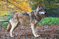 Vlk měl na Chomutovsku napadnout muže se psem: Případ řeší policie