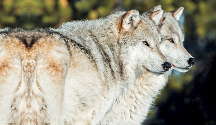 Do Yellowstonského parku bylo vysazeno 41 vlků dovezených z Kanady