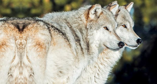 Ekologické šelmy: Jak vlci zachránili vrby v Yellowstonu